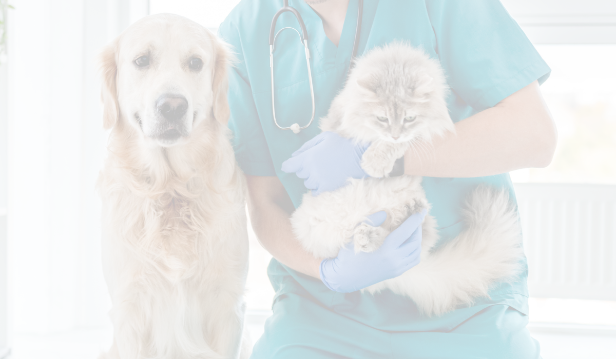 Unifying FP&A for a large veterinary services group
